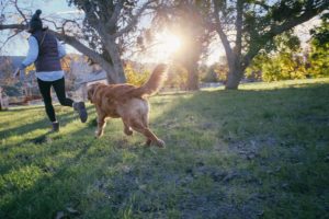 passeggiata con il cane e allenamento