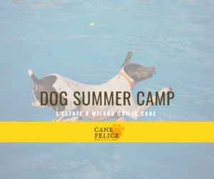 dog summer camp milano