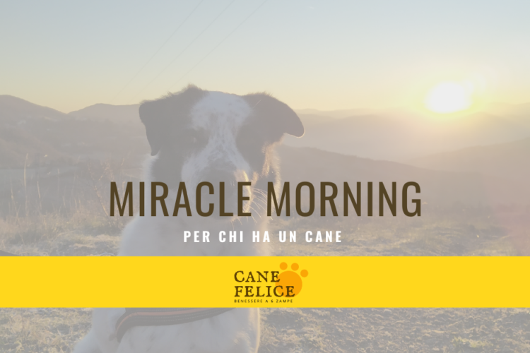 miracle morning per chi ha un cane