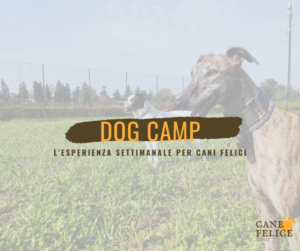 Dog camp Cane Felice