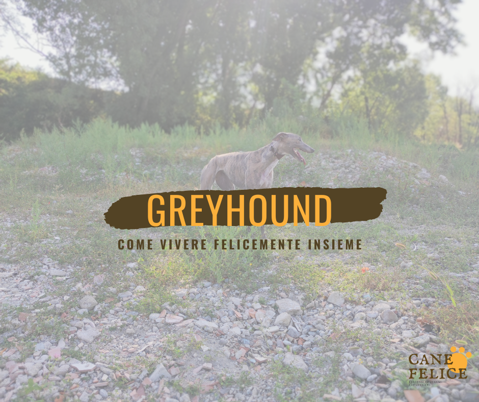 greyhound rescue
