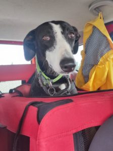 galgo rescue primo giorno a casa